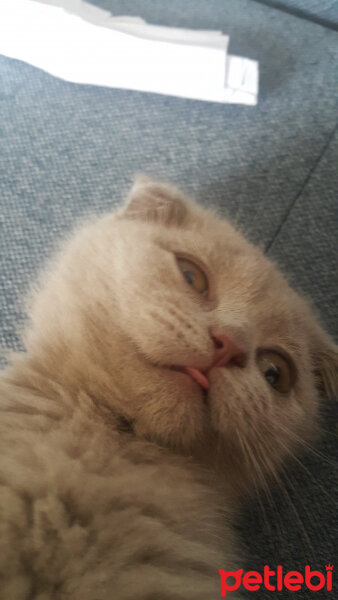 Scottish Fold, Kedi  Firuze fotoğrafı