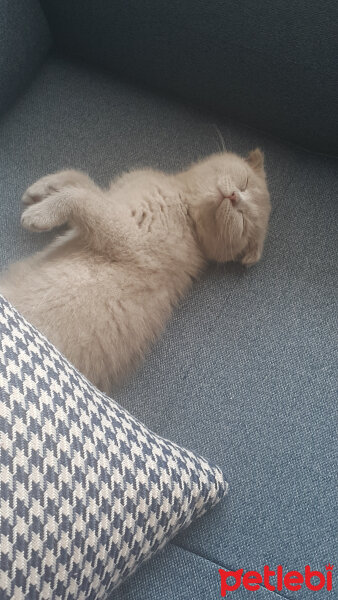 Scottish Fold, Kedi  Firuze fotoğrafı