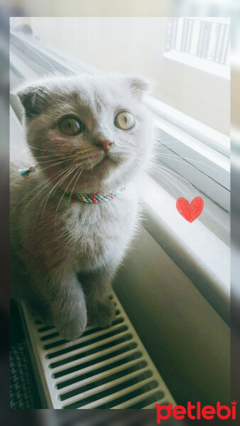 Scottish Fold, Kedi  Firuze fotoğrafı