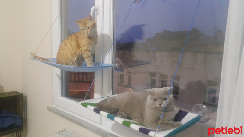 Scottish Fold, Kedi  Firuze fotoğrafı