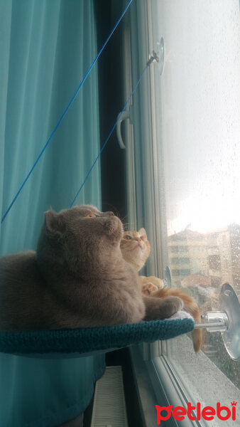 Scottish Fold, Kedi  Firuze fotoğrafı