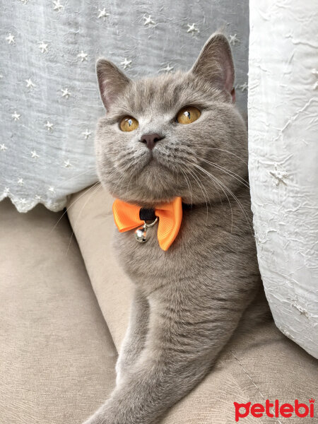 British Shorthair, Kedi  Venüs fotoğrafı