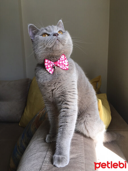 British Shorthair, Kedi  Venüs fotoğrafı