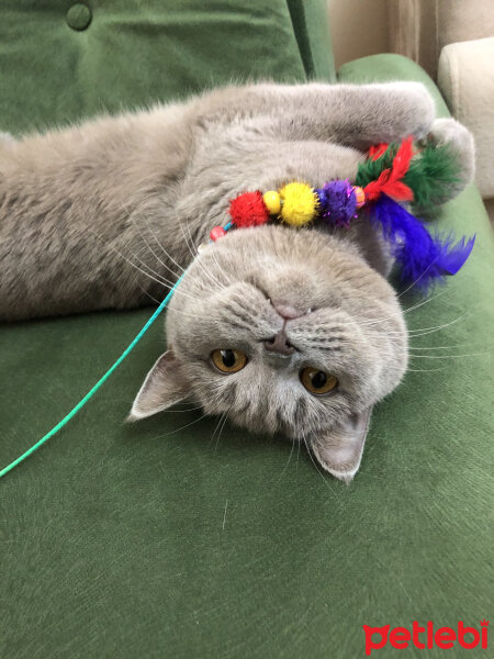 British Shorthair, Kedi  Venüs fotoğrafı