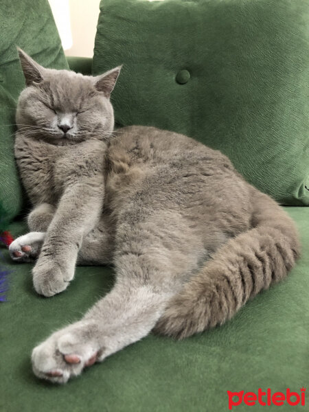 British Shorthair, Kedi  Venüs fotoğrafı