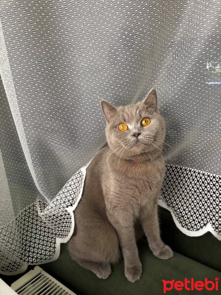 British Shorthair, Kedi  Venüs fotoğrafı