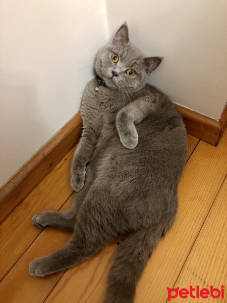 British Shorthair, Kedi  Venüs fotoğrafı