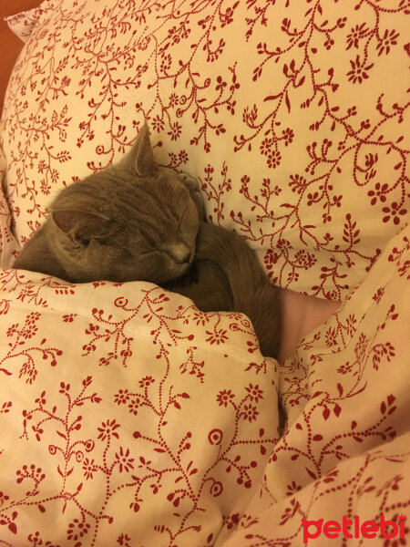 British Shorthair, Kedi  Venüs fotoğrafı