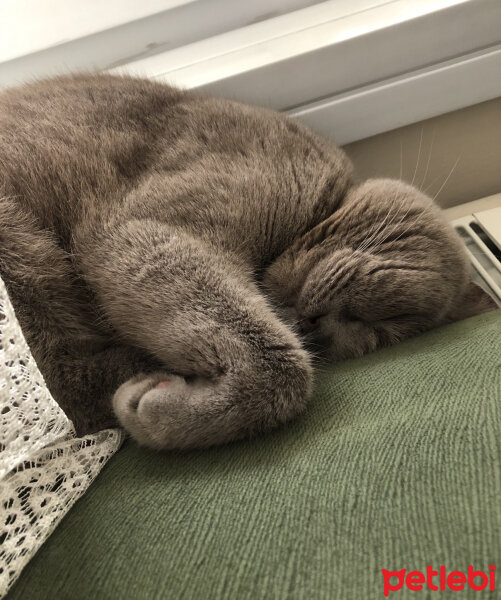 British Shorthair, Kedi  Venüs fotoğrafı