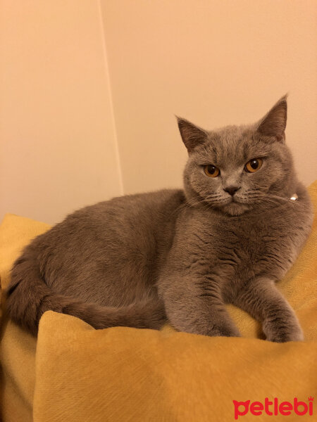 British Shorthair, Kedi  Venüs fotoğrafı