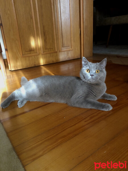 British Shorthair, Kedi  Venüs fotoğrafı