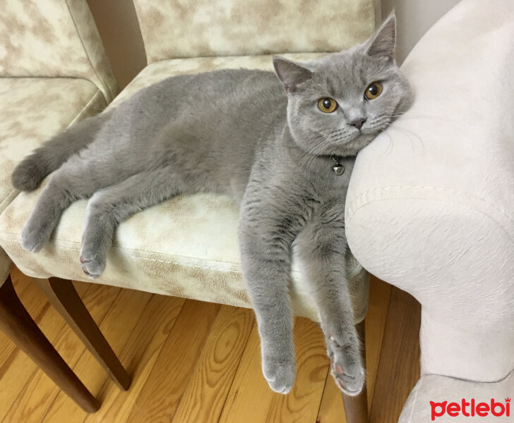 British Shorthair, Kedi  Venüs fotoğrafı