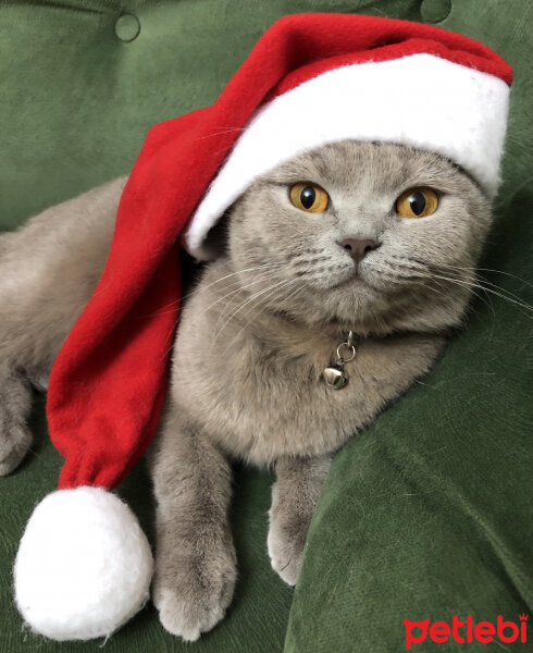 British Shorthair, Kedi  Venüs fotoğrafı