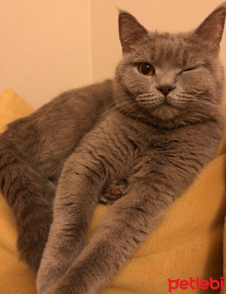 British Shorthair, Kedi  Venüs fotoğrafı