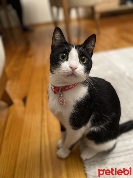 Tekir Kedi, Kedi  Bihter fotoğrafı