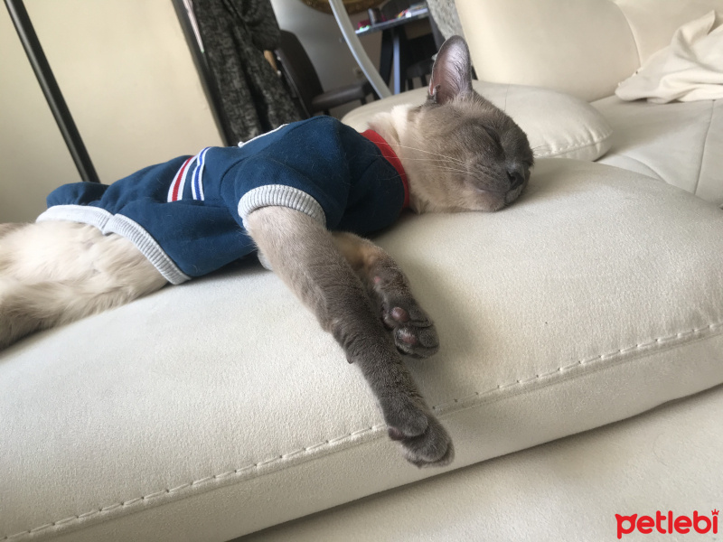 Siyam Kedisi, Kedi  Prens fotoğrafı
