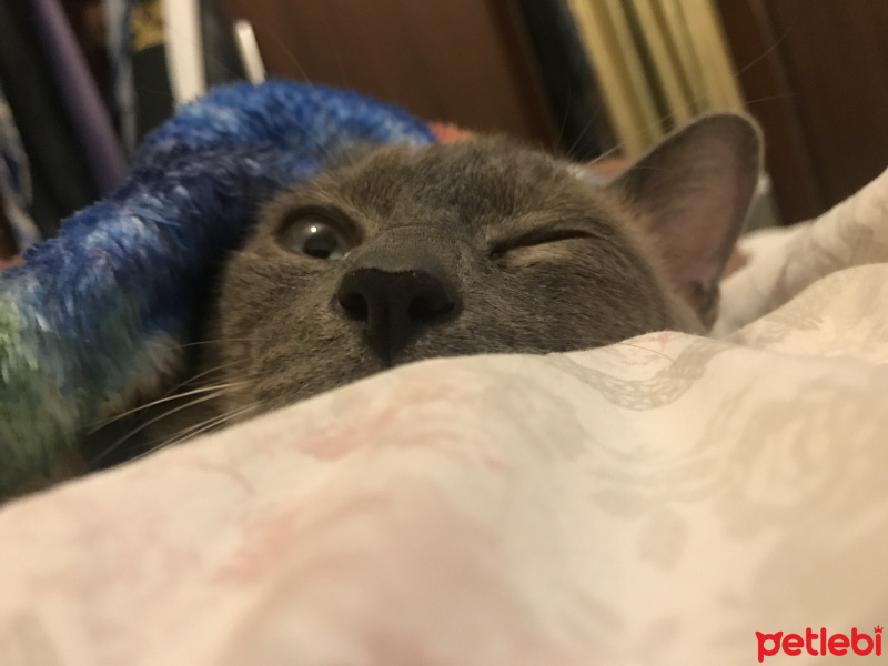 Siyam Kedisi, Kedi  Prens fotoğrafı