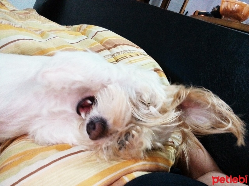 Maltese, Köpek  Lily fotoğrafı