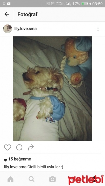 Maltese, Köpek  Lily fotoğrafı