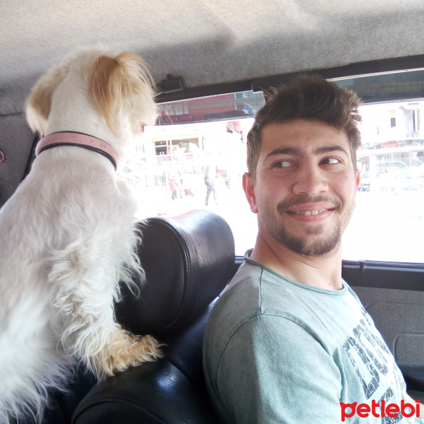Maltese, Köpek  Lily fotoğrafı