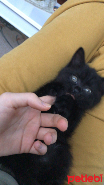 Scottish Fold, Kedi  Paşa fotoğrafı