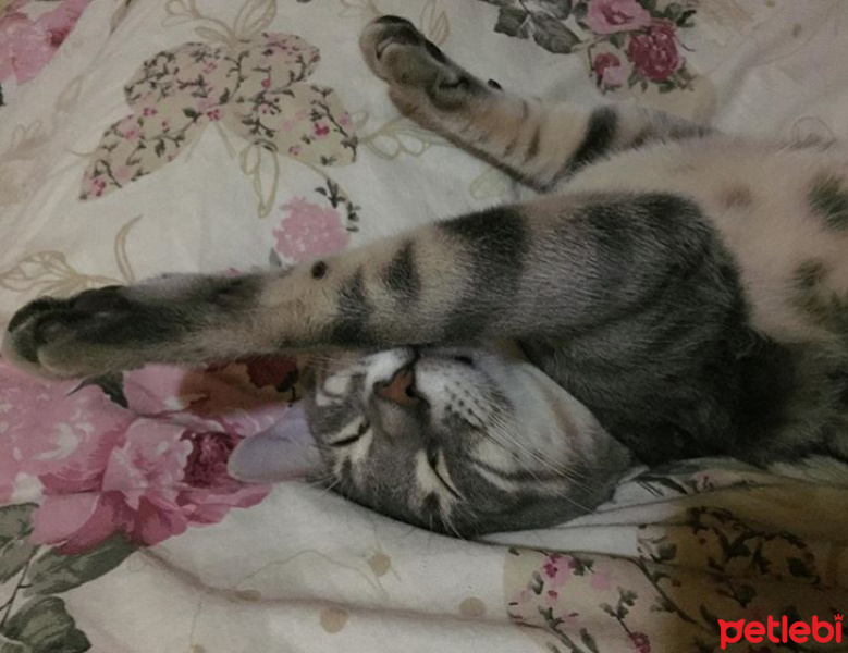 Tekir Kedi, Kedi  Yumak fotoğrafı
