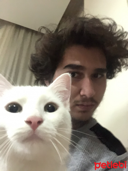 Ankara Kedisi, Kedi  Ceku fotoğrafı