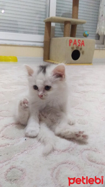 Tekir Kedi, Kedi  Paşa fotoğrafı