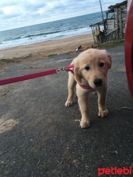 Golden Retriever, Köpek  Şila fotoğrafı