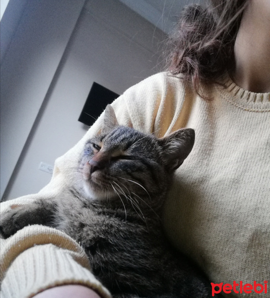 Tekir Kedi, Kedi  Pan fotoğrafı