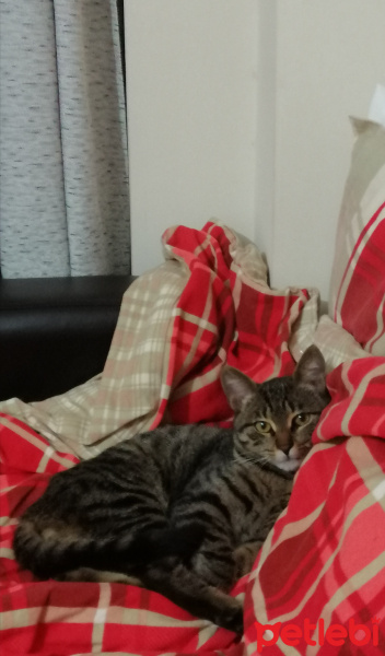 Tekir Kedi, Kedi  Pan fotoğrafı