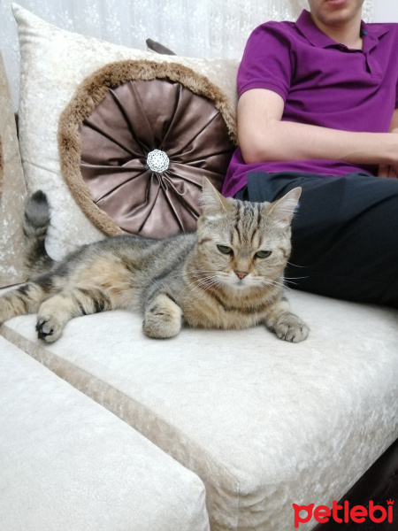 British Shorthair, Kedi  Boncuk fotoğrafı