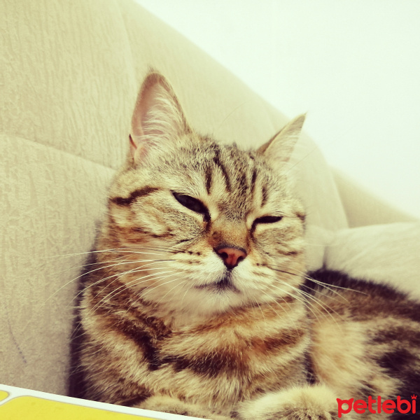British Shorthair, Kedi  Boncuk fotoğrafı