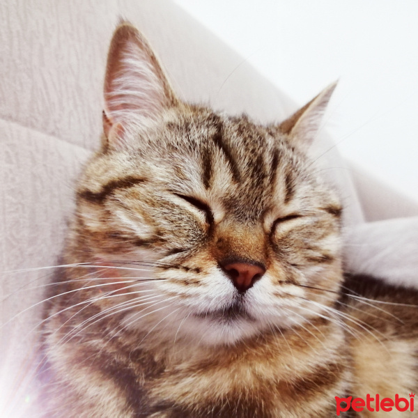British Shorthair, Kedi  Boncuk fotoğrafı