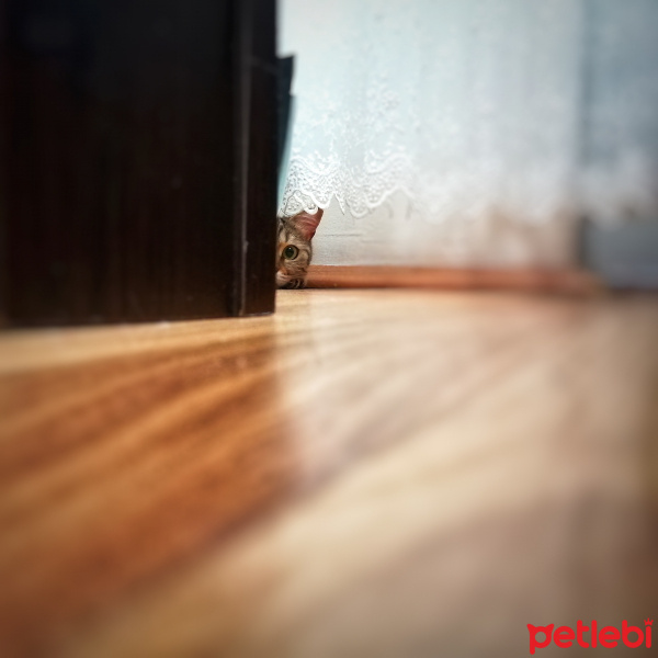 British Shorthair, Kedi  Boncuk fotoğrafı