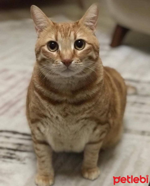 Sarman, Kedi  Kiskin fotoğrafı