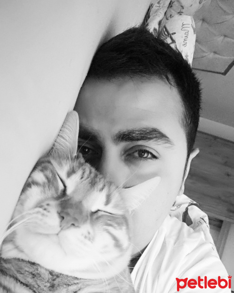 Sarman, Kedi  Kiskin fotoğrafı