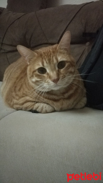 Sarman, Kedi  Kiskin fotoğrafı