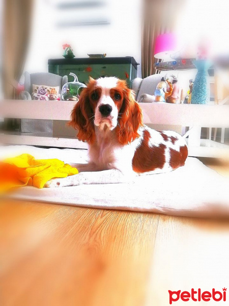 Cavalier King Charles Spanieli, Köpek  PASCAL fotoğrafı