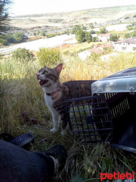 Soke, Kedi  Venüs fotoğrafı