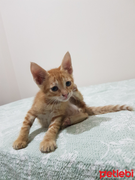 Tekir Kedi, Kedi  Adı yok fotoğrafı