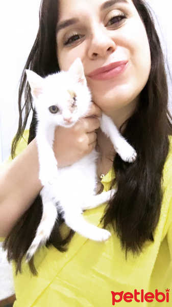 Tekir Kedi, Kedi  Coco Köpük fotoğrafı