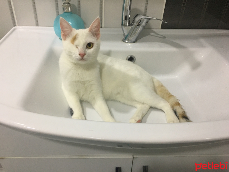 Tekir Kedi, Kedi  Coco Köpük fotoğrafı