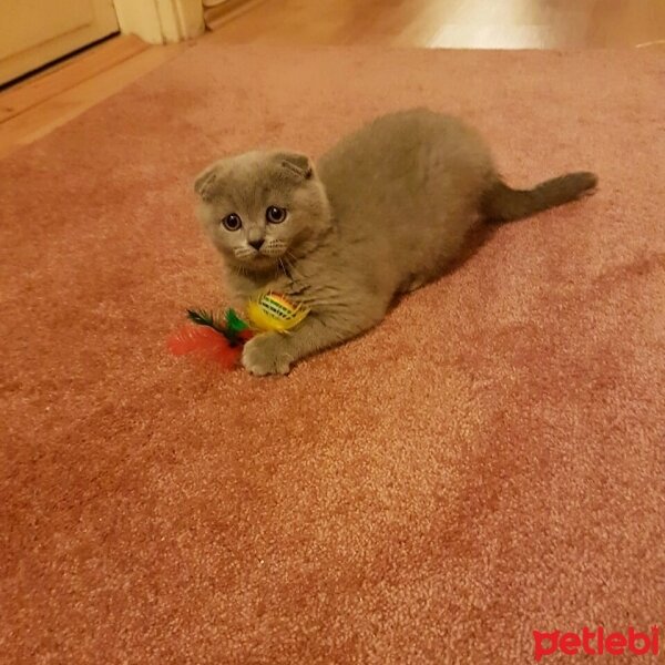 Scottish Fold, Kedi  İffet fotoğrafı