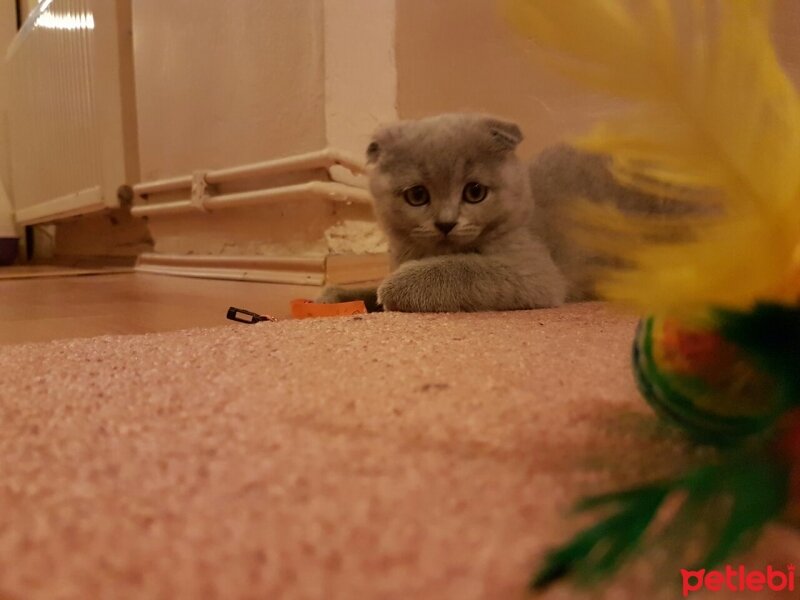 Scottish Fold, Kedi  İffet fotoğrafı