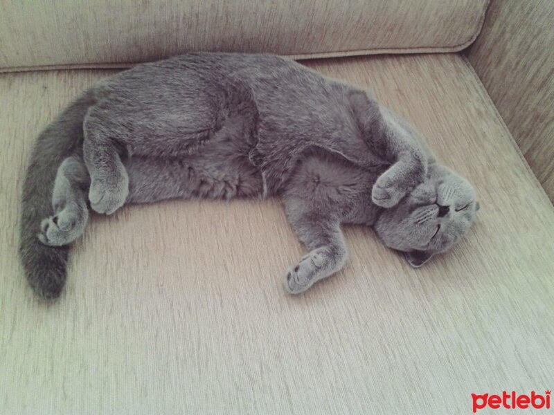 Scottish Fold, Kedi  İffet fotoğrafı