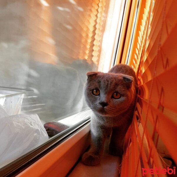 Scottish Fold, Kedi  İffet fotoğrafı