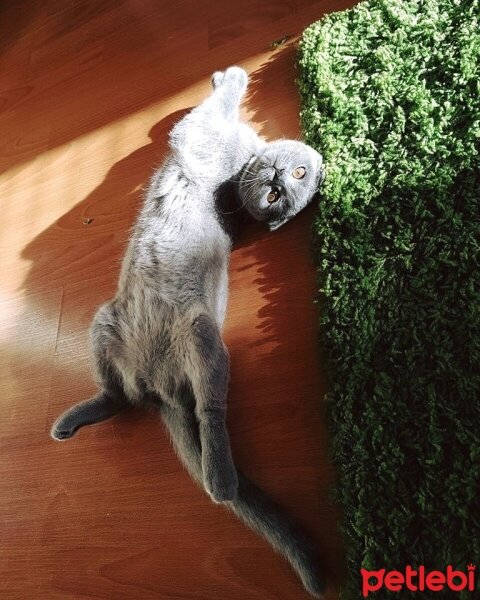 Scottish Fold, Kedi  İffet fotoğrafı