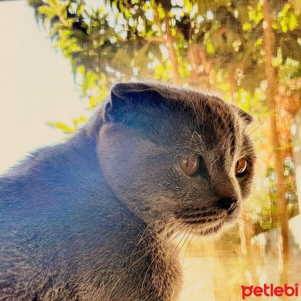 Scottish Fold, Kedi  İffet fotoğrafı