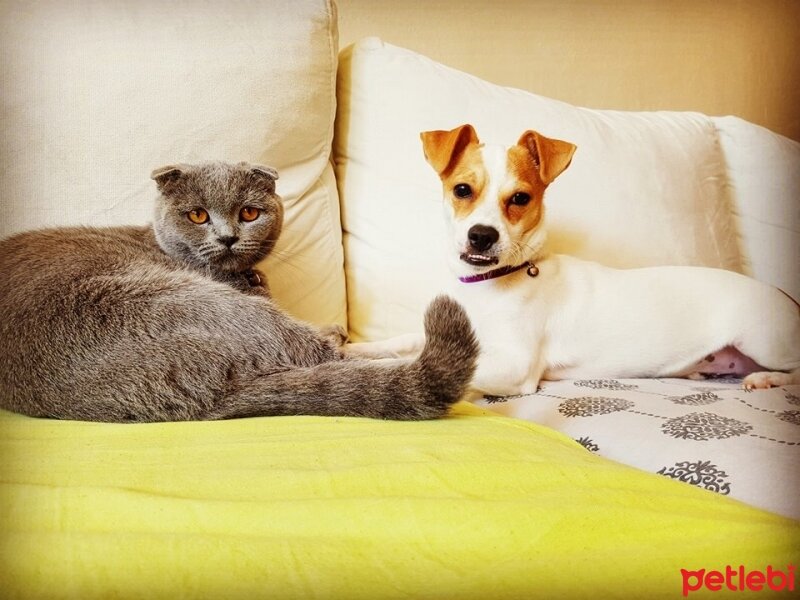 Scottish Fold, Kedi  İffet fotoğrafı